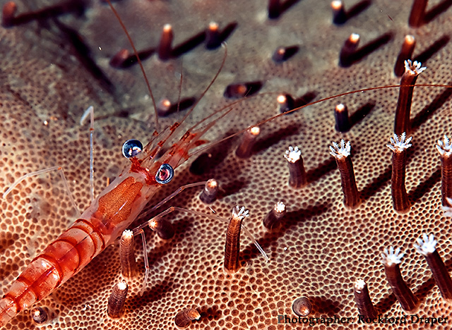 Raja Ampat underwater photo by Rockford Draper