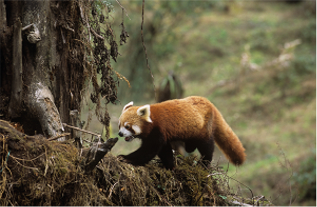 Red Panda