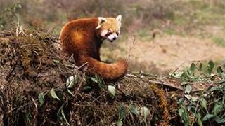 Red panda