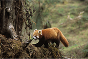 Red Panda Expedition (Singalila, Kaziranga & Bera) India and Nepal, 14-30 November 2023 Group Trip