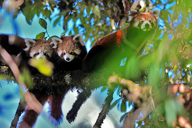 Red panda mom and 2 cubs - and wildlife expedition in Nepal & India, November 14-Dec 1 2023 Trip Report