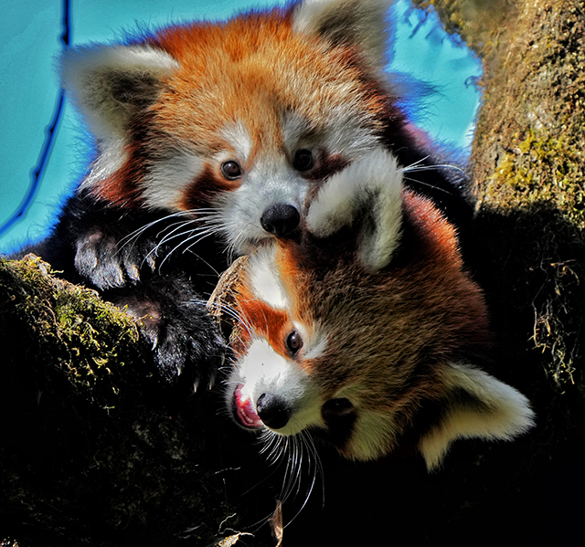 The Red Panda - and wildlife expedition in Nepal & India, November 14-Dec 1 2023 Trip Report