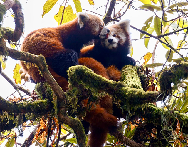 Red panda mom and 2 cubs - and wildlife expedition in Nepal & India, November 14-Dec 1 2023 Trip Report