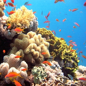 Red sea reef