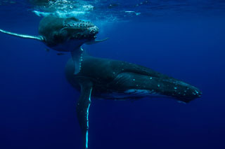 Reef Resort - Tonga Dive Resorts - Dive Discovery Tonga