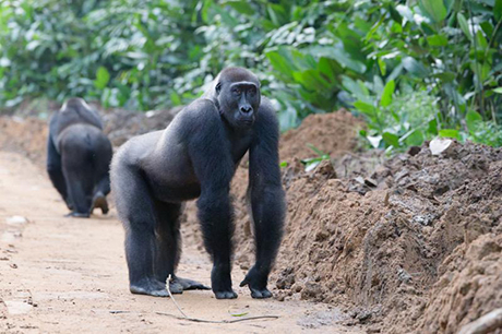 Republic of the Congo, February 2026 Trip Report