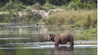 Rhino, India