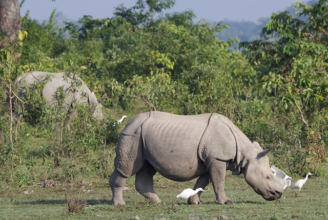 Rhinoceros - and wildlife expedition in Nepal & India, November 14-Dec 1 2023 Trip Report