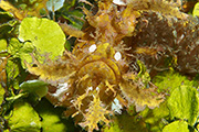 Rhinopias photo in Raja Ampat by Jerry Tuttle