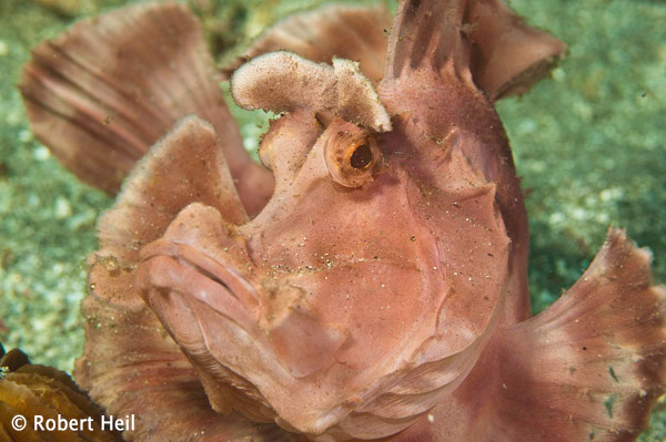 Rhinopius - Komodo diving, Indonesia