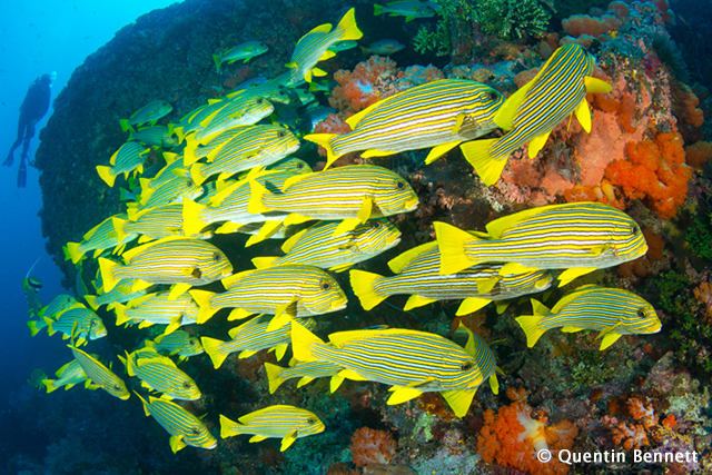 Komodo, aboard Arenui, August 8-19 2015 Trip Report