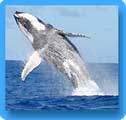 Humpback Whales Migration - Diving Rurutu - Dive Discovery Tahiti