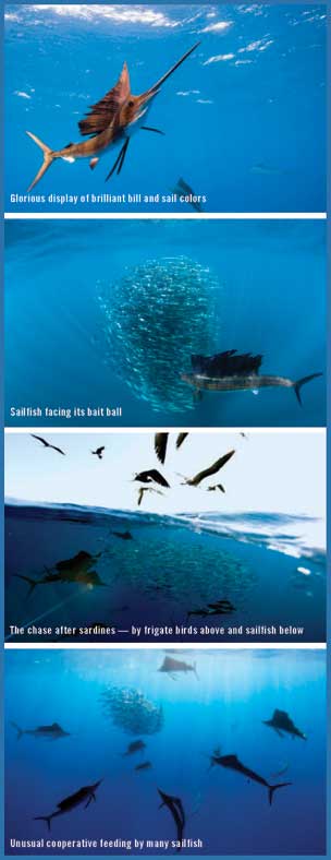 Sailfish Run, Isla Mujeres in Mexico - Big Animals Expeditions with Amos Nachoum  - Dive Discovery