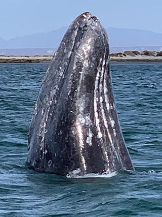 Whale watching at at San Ignacio Lagoon