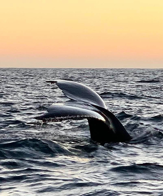 San Ignacio Lagoon Gray Whales NEW LUX Glamping in Baja Mexico