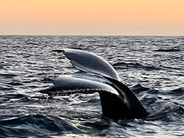 San Ignacio Lagoon Gray Whales NEW LUX Glamping in Baja Mexico!!  January 28-31 2021;
 Todos Santos & Camp Cecil de la Sierra ~ February 2021 Trip Report