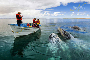Pacific Gray Whales - San Ignacio, 4 Days
