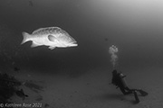 Sea of Cortez ~ Nautilus Gallant Lady ~ June 12-19 2021 Trip Report