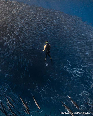 Sea of Cortez: Dive the World’s Aquarium, 6 Days