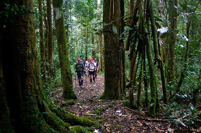 In the forest - Shaggy Ridge Trek, 9 Days - PNG Land Tours - Dive Discovery PNG