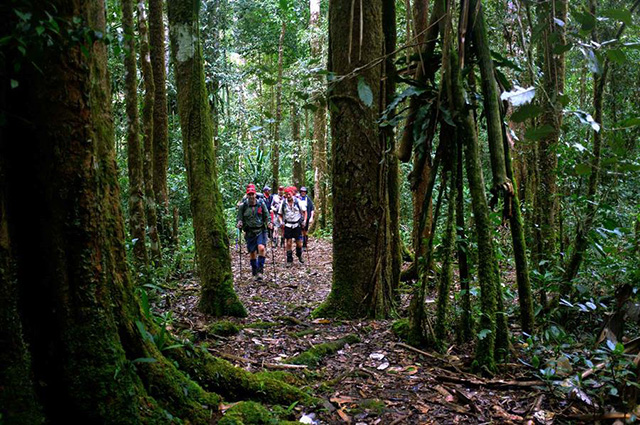 In the forest - Shaggy Ridge Trek, 9 Days - PNG Land Tours - Dive Discovery PNG