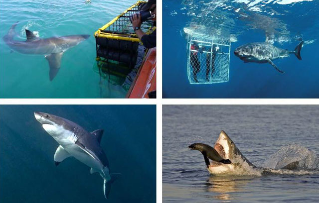 Great White Shark Cage Diving, Gansbaai in South Africa - Shark Diving