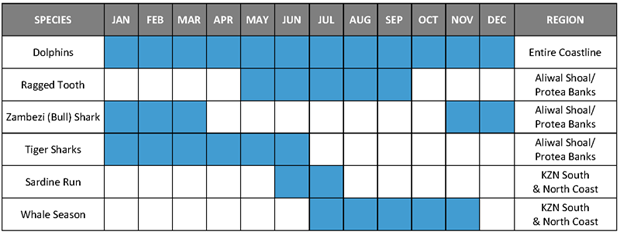 South Africa Shark Diving Seasons