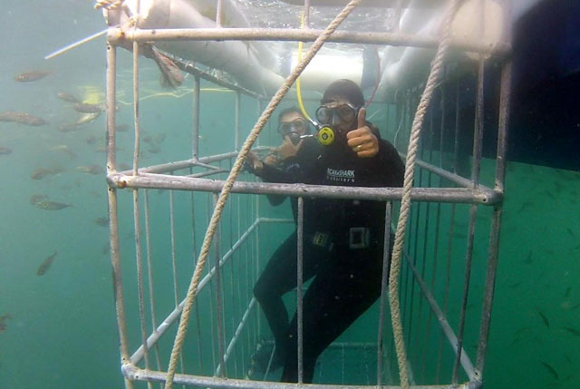 Great White Shark Cage Diving in Seal Island, False Bay - South Africa Diving - Dive Discovery South Africa