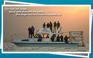 Great White Shark Cage Diving in Seal Island, False Bay - South Africa Diving - Dive Discovery South Africa