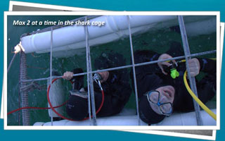 Great White Shark Cage Diving in Seal Island, False Bay - South Africa Diving - Dive Discovery South Africa