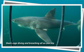 Great White Shark Cage Diving in Seal Island, False Bay - South Africa Diving - Dive Discovery South Africa