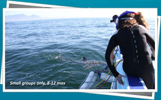 Great White Shark Cage Diving in Seal Island, False Bay - South Africa Diving - Dive Discovery South Africa