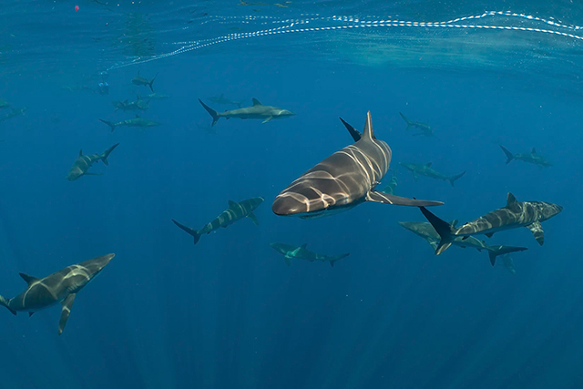 Sharks - Shark Safari One Day Tour - Baja, Mexico