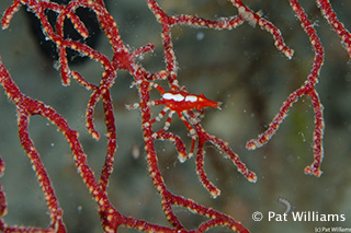 Shrimp - phographed by Pat Williams