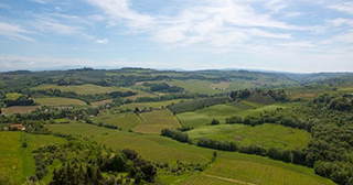 Vineyard - Siena Wine Tour
