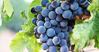 Grapes - Siena Wine Tour