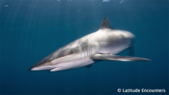 Silky Shark