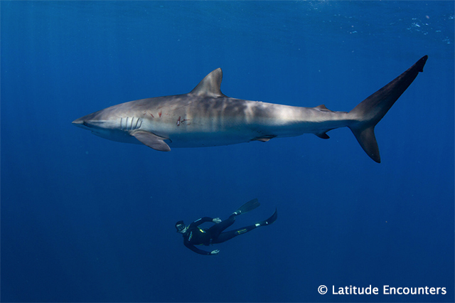 Silky Shark Aggregation Expedition, Mexico