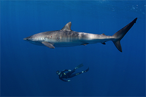 Silky Shark Aggregation Expedition, Mexico