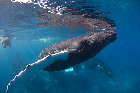 Swim With Humpback Whales, Silver Bank