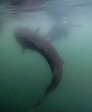 Sleeper Shark