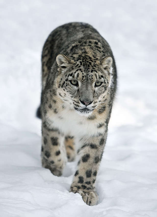 Snow Leopard Expedition in Ladakh, 15-27 March 2019 Group Trip