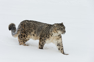 Snow Leopard