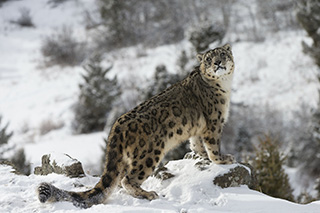 Snow Leopard