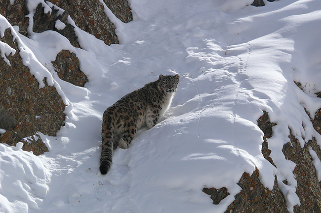 Snow Leopard