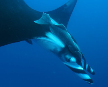 Socorro Island - February 29-March 9 2012 Trip Report