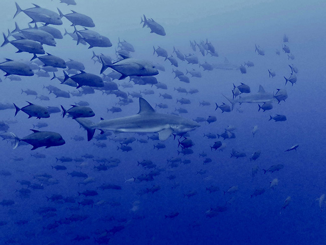 Underwater picture - Socorro Islands, Mexico ~ April 22-30 2021 Trip Report