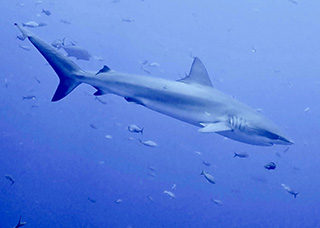 Shark - Socorro Islands, Mexico ~ April 22-30 2021 Trip Report