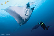 Socorro Island, in the Revillagigedo Islands of Mexico!, April 22-30 2021 Group Trip