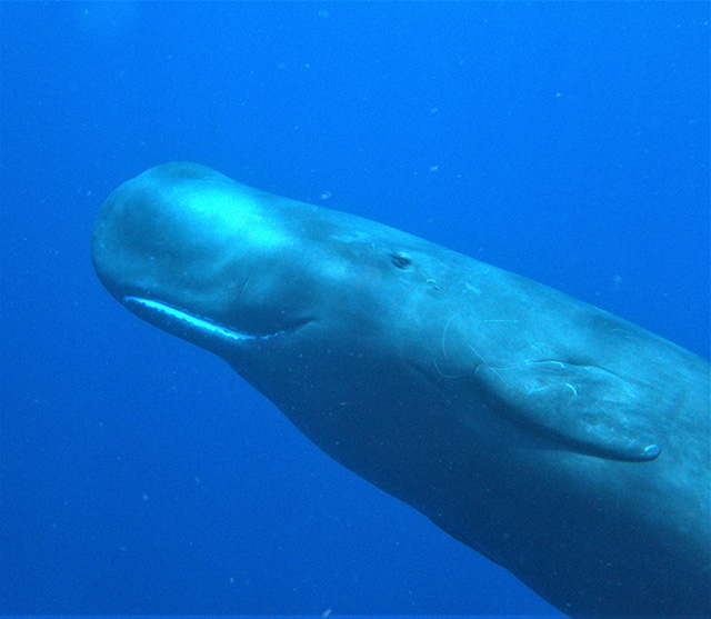 Sperm whale in Dominica